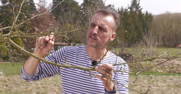 Péče o ovocné stromy a jejich údržba řezem