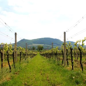 Domácí degustace sektů + bedna šesti druhů bublinek