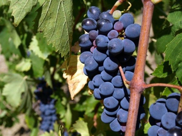 Domácí degustace sektů + bedna šesti druhů bublinek - Obrázek 2