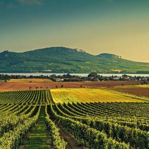 Domácí degustace vín - Pozdní sběry + bedna šesti druhů vína