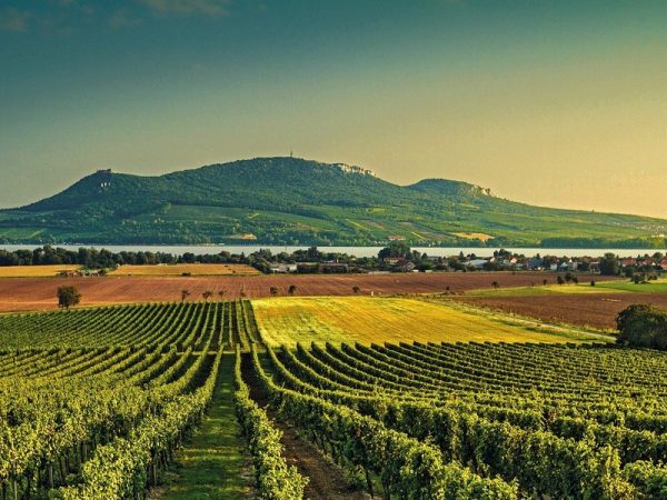 Domácí degustace vín - Pozdní sběry + bedna šesti druhů vína