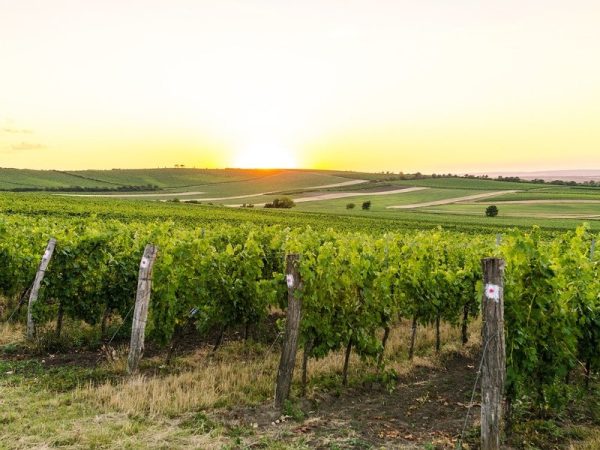 Domácí degustace vín - Zemská vína + bedna šesti druhů vína - Obrázek 3