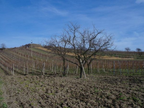 Domácí degustace vín - Zemská vína + bedna šesti druhů vína - Obrázek 4