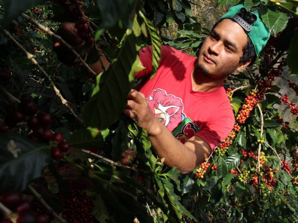 Online kurz přípravy kávy s pražírnou DOUBLESHOT + 5 druhů špičkové kávy + sada na přípravu kávy + kvalitní mlýnek - Obrázek 4